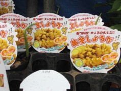 黄金しょうが