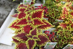 栄養系コリウス