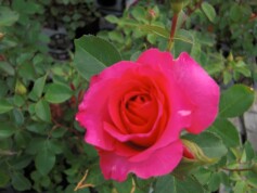 バラが咲き始めました。