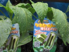 ‘タネなっぴー’