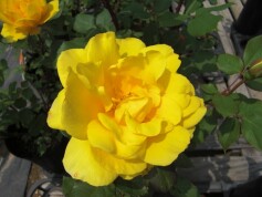 ハイブリッドティーローズ‘ヘンリーフォンダ’