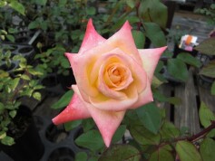 バラ‘エレガント　レディ’