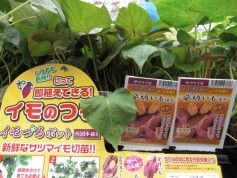 サツマイモポット苗