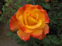 ‘リオ　サンバ’