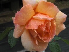 バラ‘ジャストジョイ’