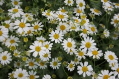 タナセタム‘ジャックポット’