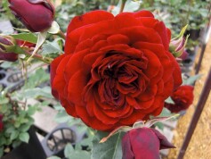 素敵なバラ‘黒蝶’