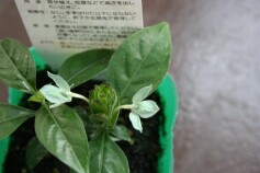 ジャスティシア エクボリウム