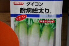 ダイコン‘耐病総太り®’