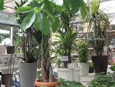 観葉植物　パキラ