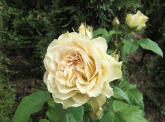 ‘エメラルドアイル’