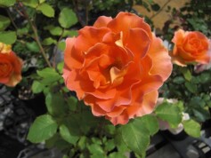 ハイブリッドティローズ‘アシュラム’