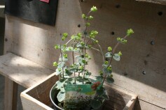 オレガノ　ディクタムナス