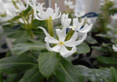 6月30日(木)は棚卸のためお休みです。