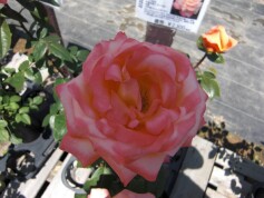 ハイブリッドティーローズ‘フロージン’82’