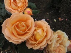 ‘ラ・ドルチェ・ヴィータ’