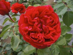 ‘ルージュ　ピエール　ドゥ　ロンサール’