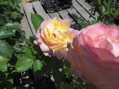 大輪のシュラブローズ‘ペッシュ　ボンボン’