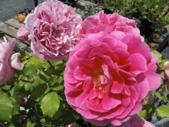 シュラブローズ‘ホーラ’