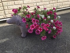 テラコッタのドッグポット