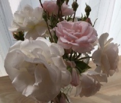 バラを楽しみましょう