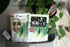 ダイコン‘葉根っ子’