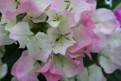 ブーゲンビリア‘ピンクレディー’