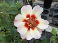 バラ‘ムーンライト　バビロン’