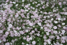 宿根カスミソウ