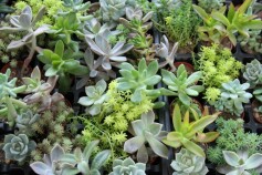 多肉ルンルン！