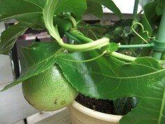 パッションフルーツ