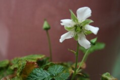 ルブス・カリシノイデス