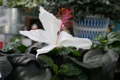 めずらしいハイビスカス