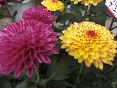 ポットマム　ピンポンシリーズ®