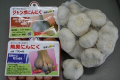 ニンニク（球根）入荷しました！