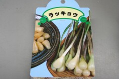 ラッキョウ（球根）入荷しました！
