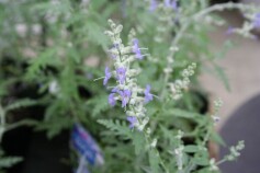 ロシアンセージ