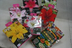 球根＆専用肥料②