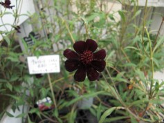 チョコレートコスモス