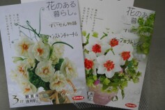 スイセンの球根