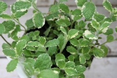 パイナップルミント