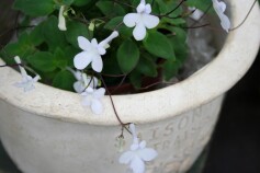 ストレプトカーパス