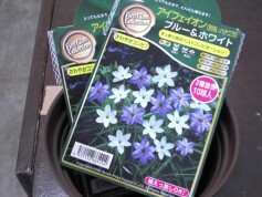 アイフェイオンの球根