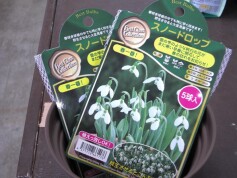スノードロップの球根