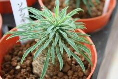 多肉・パイナップルコーン