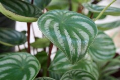 ペペロミア・サンデルシー