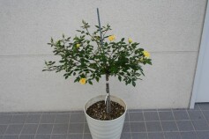 オススメ　スタンドローズ