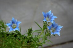 ゲンチアナ・ファーレリー