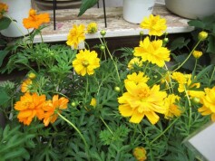 キバナコスモス