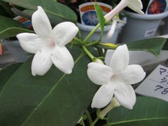 マダガスカルジャスミン
